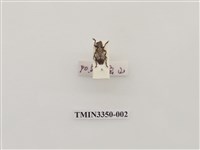 藏品(輪紋銹天牛)的圖片